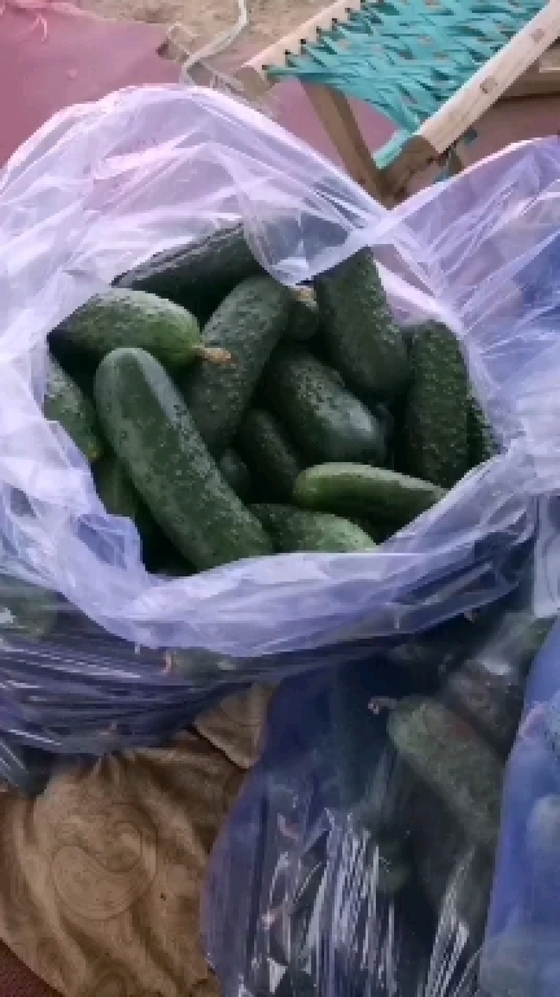 精品玛莎水果黄瓜