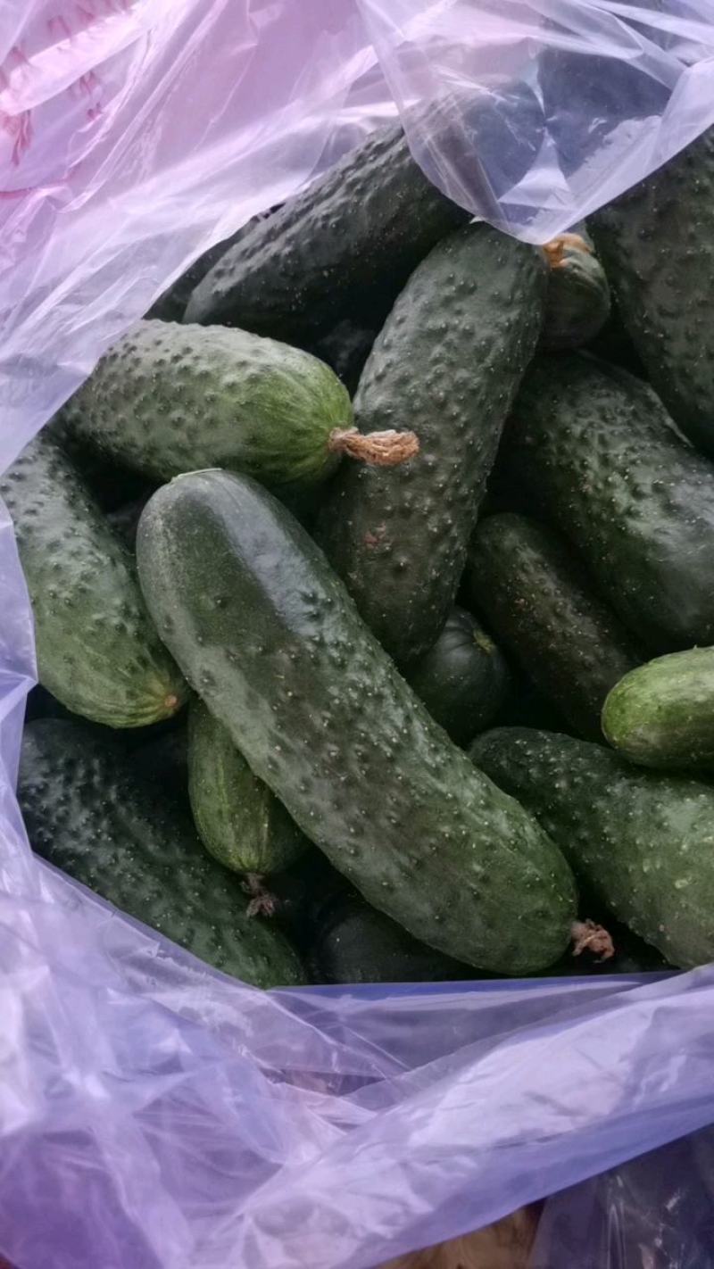 精品玛莎水果黄瓜