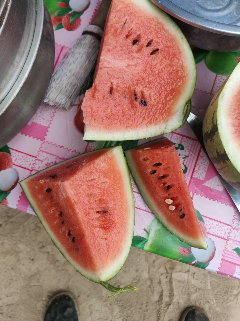 本地小工棚西瓜，早梦龙，8_15斤，今日可采摘1万斤