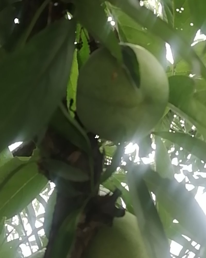正中曲尺脆李，上市了