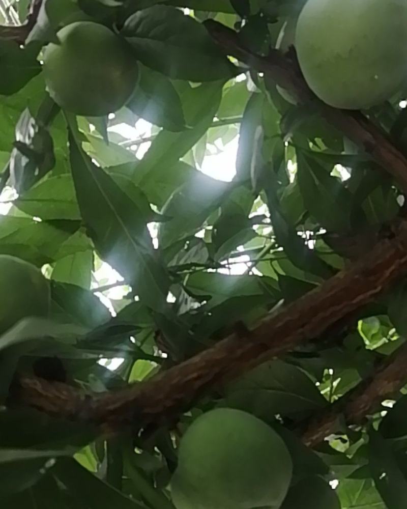 正中曲尺脆李，上市了