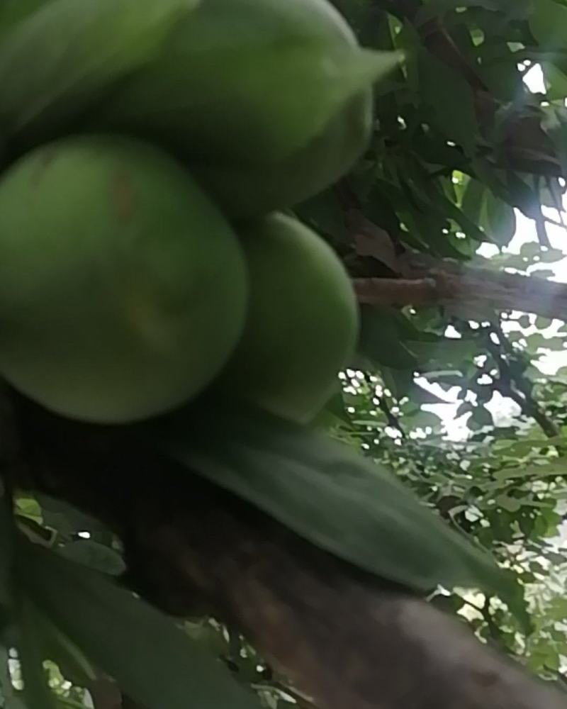 正中曲尺脆李，上市了