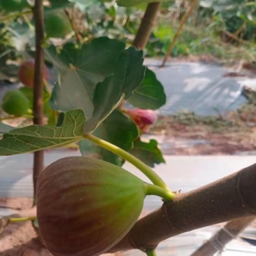 水果**无花果无花果