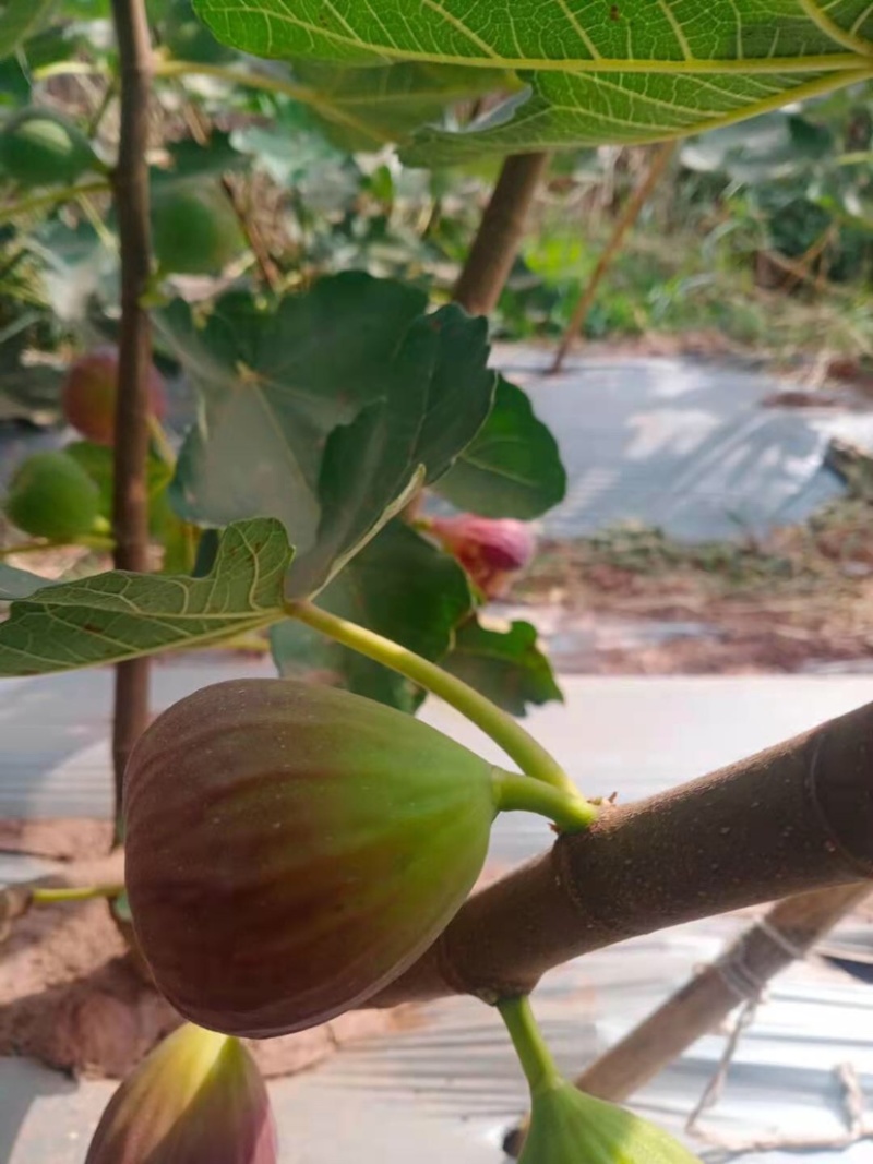 水果**无花果无花果