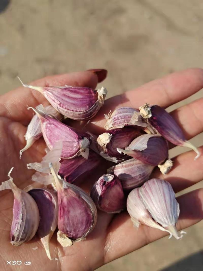 山东临沂大蒜狗牙子蒜四六瓣大蒜品种优良