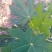 新鲜无花果叶子现采用药货源充足