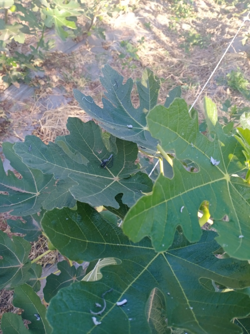 新鲜无花果叶子现采用药货源充足