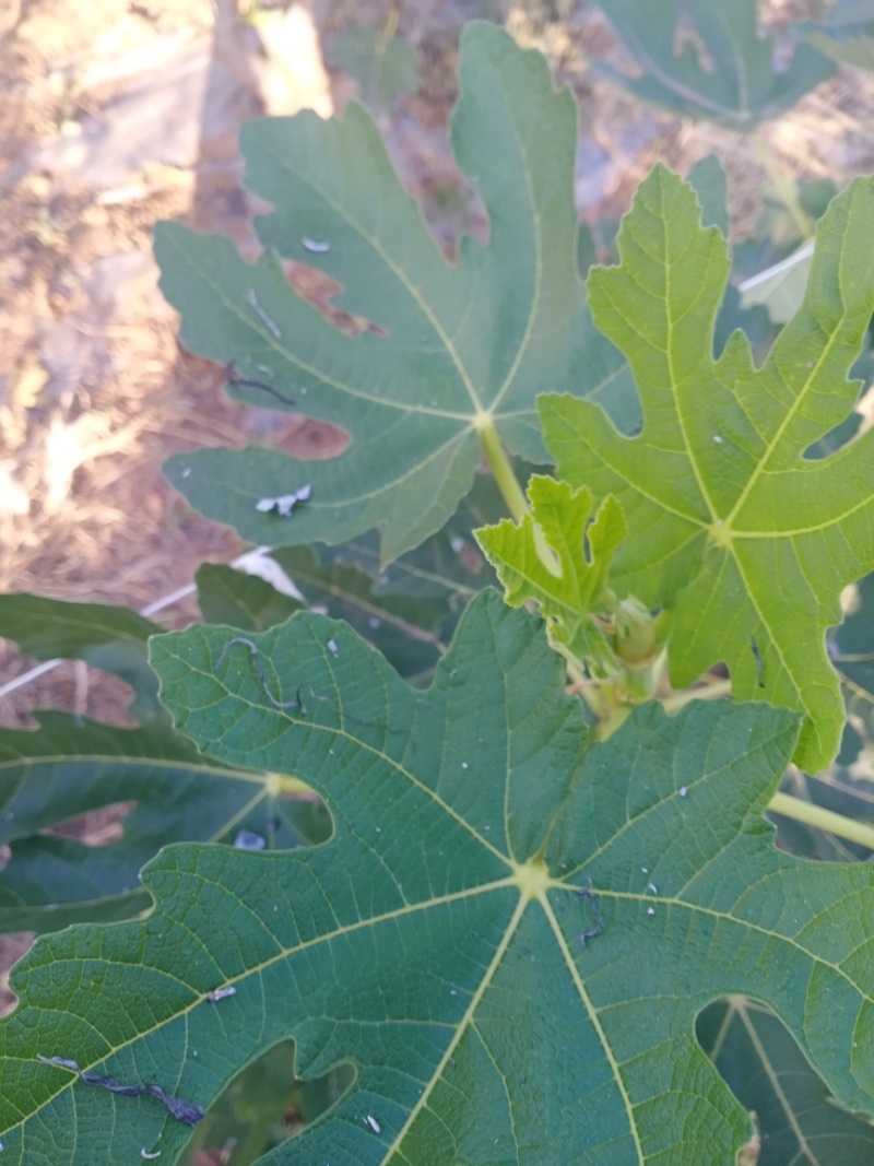 新鲜无花果叶子现采用药货源充足