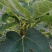 新鲜无花果叶子现采用药货源充足