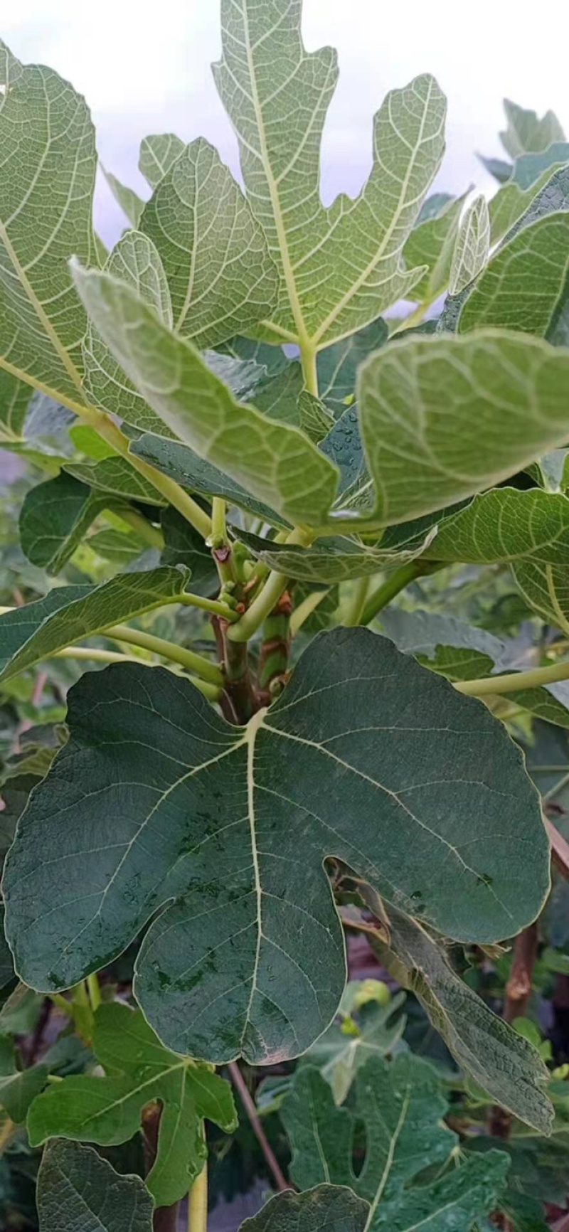 新鲜无花果叶子现采用药货源充足