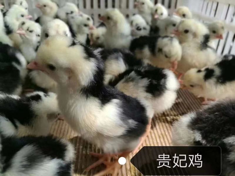贵妃鸡混合苗，厂家直销，质量保证