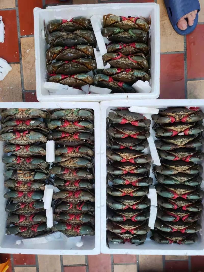 青蟹膏蟹红膏蟹喜宴聚餐办桌用价格实惠量大从