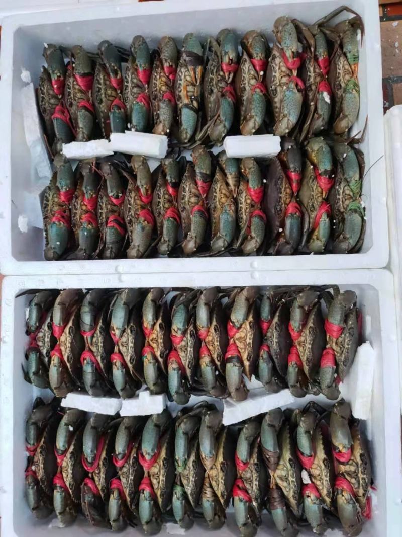 青蟹膏蟹红膏蟹喜宴聚餐办桌用价格实惠量大从