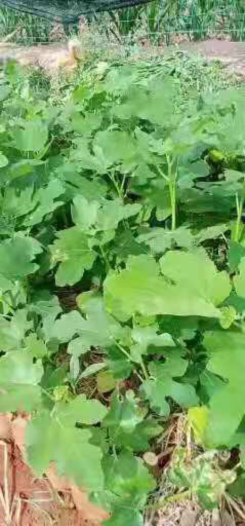 无花果苗波姬红玛斯仪陶芬两个品种