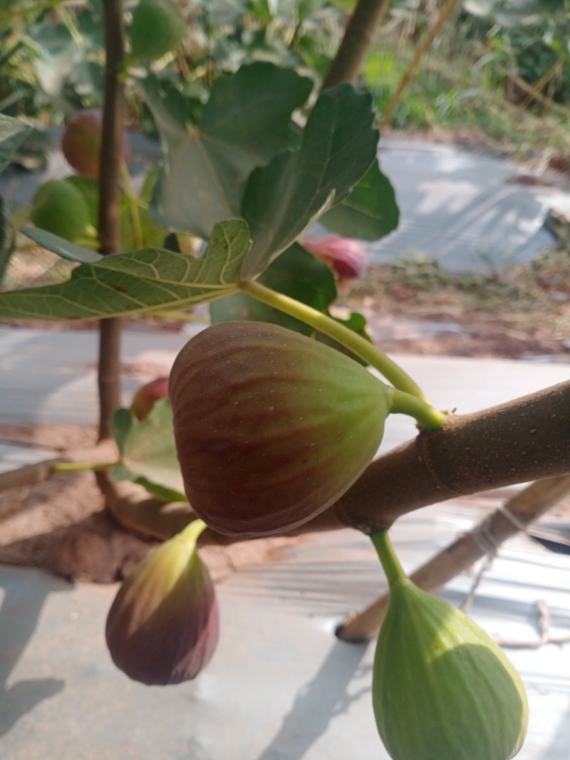 无花果苗波姬红玛斯仪陶芬两个品种