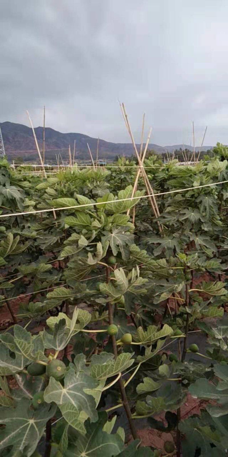 无花果苗波姬红玛斯仪陶芬两个品种