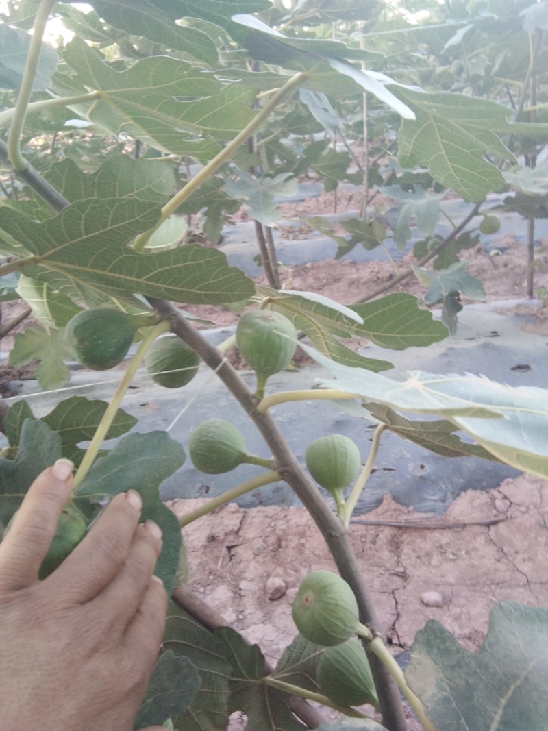 无花果苗波姬红玛斯仪陶芬两个品种