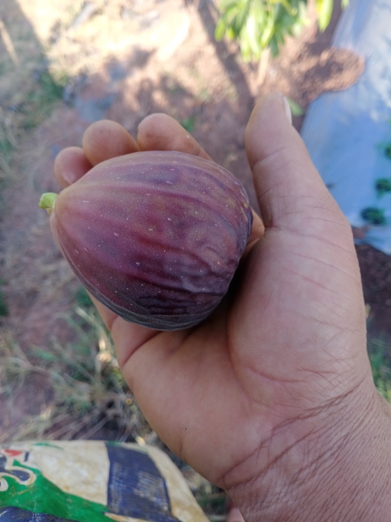 无花果苗波姬红玛斯仪陶芬两个品种