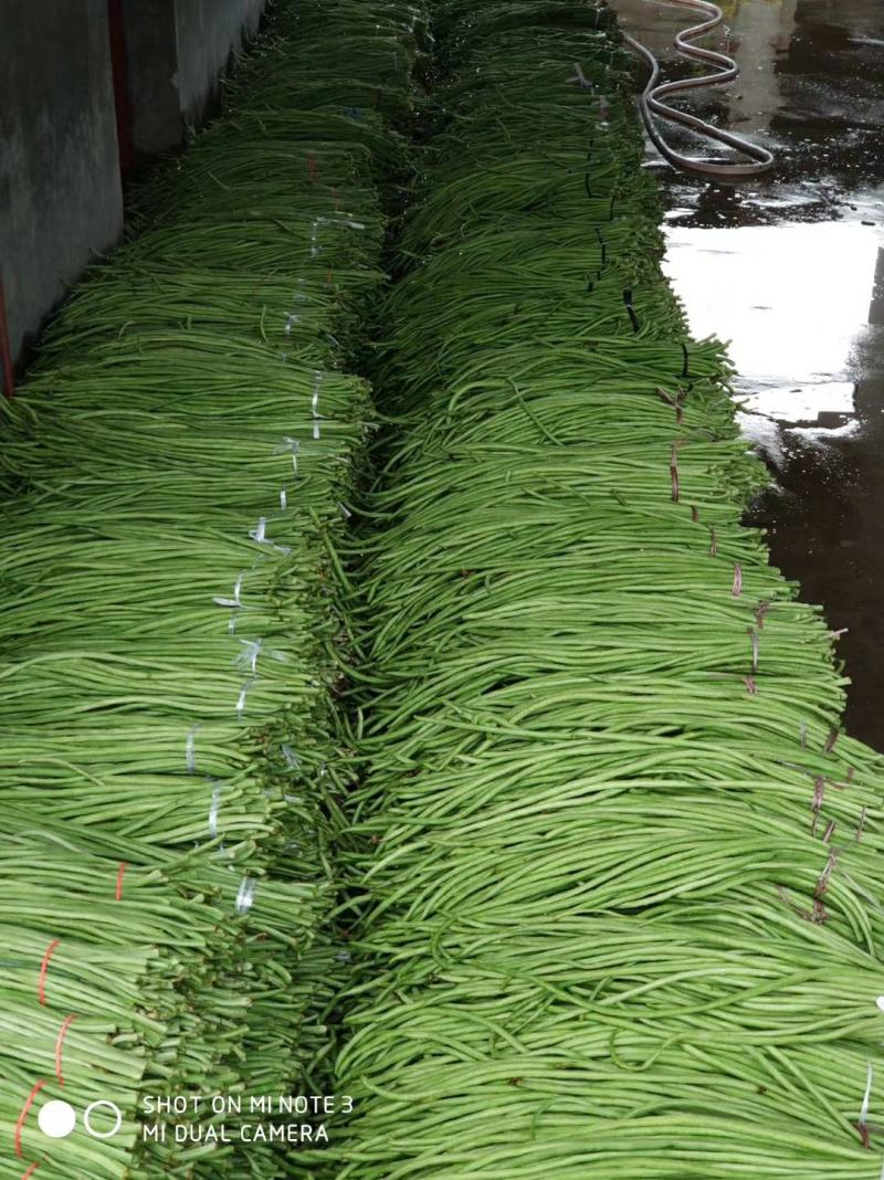 汉中豇豆青豇豆长豆角可供市场酱菜厂产地直供