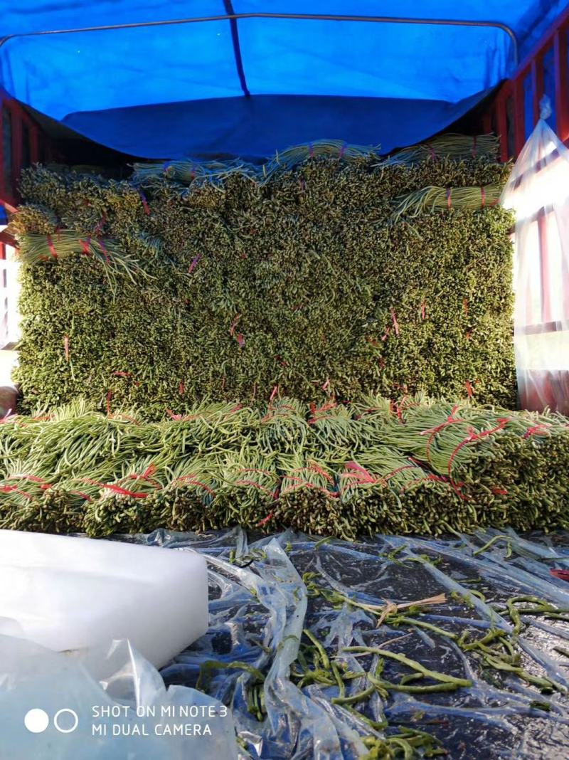 汉中豇豆青豇豆长豆角可供市场酱菜厂产地直供