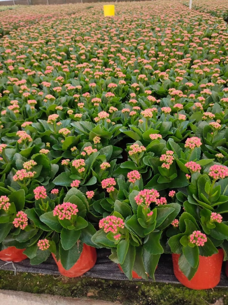 长寿花