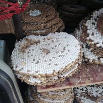 马蜂，蜂巢，蜂桶