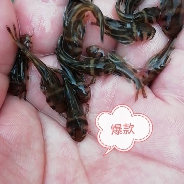 【**】黄骨鱼苗黄丫头全雄黄骨杂交黄骨鱼苗