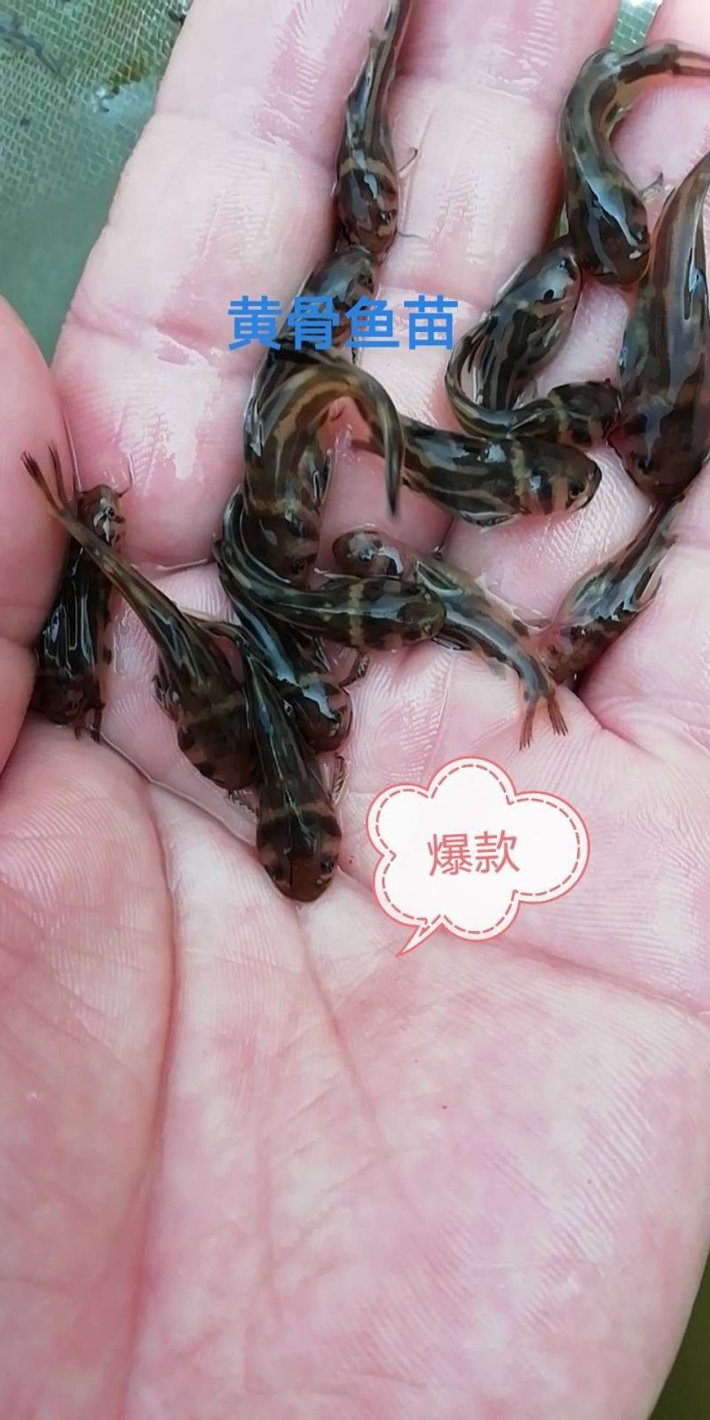 【**】黄骨鱼苗黄丫头全雄黄骨杂交黄骨鱼苗