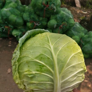 【优质商家】甘蓝莲花白红双喜，甘蓝基地直发