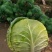 【优质商家】甘蓝莲花白红双喜，甘蓝基地直发