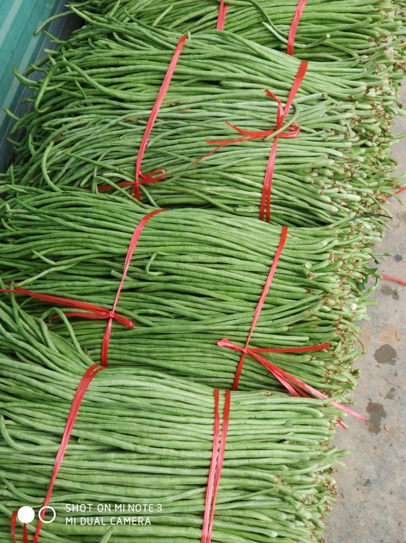 汉中豇豆青豇豆长豆角可供市场酱菜厂产地直供