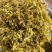 石斛花云南基地直邮大货批发铁皮石斛干花鼓槌石斛花