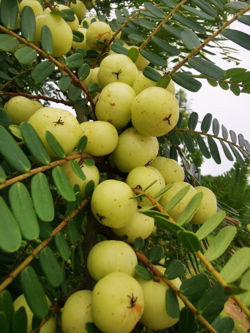 油甘子供应
