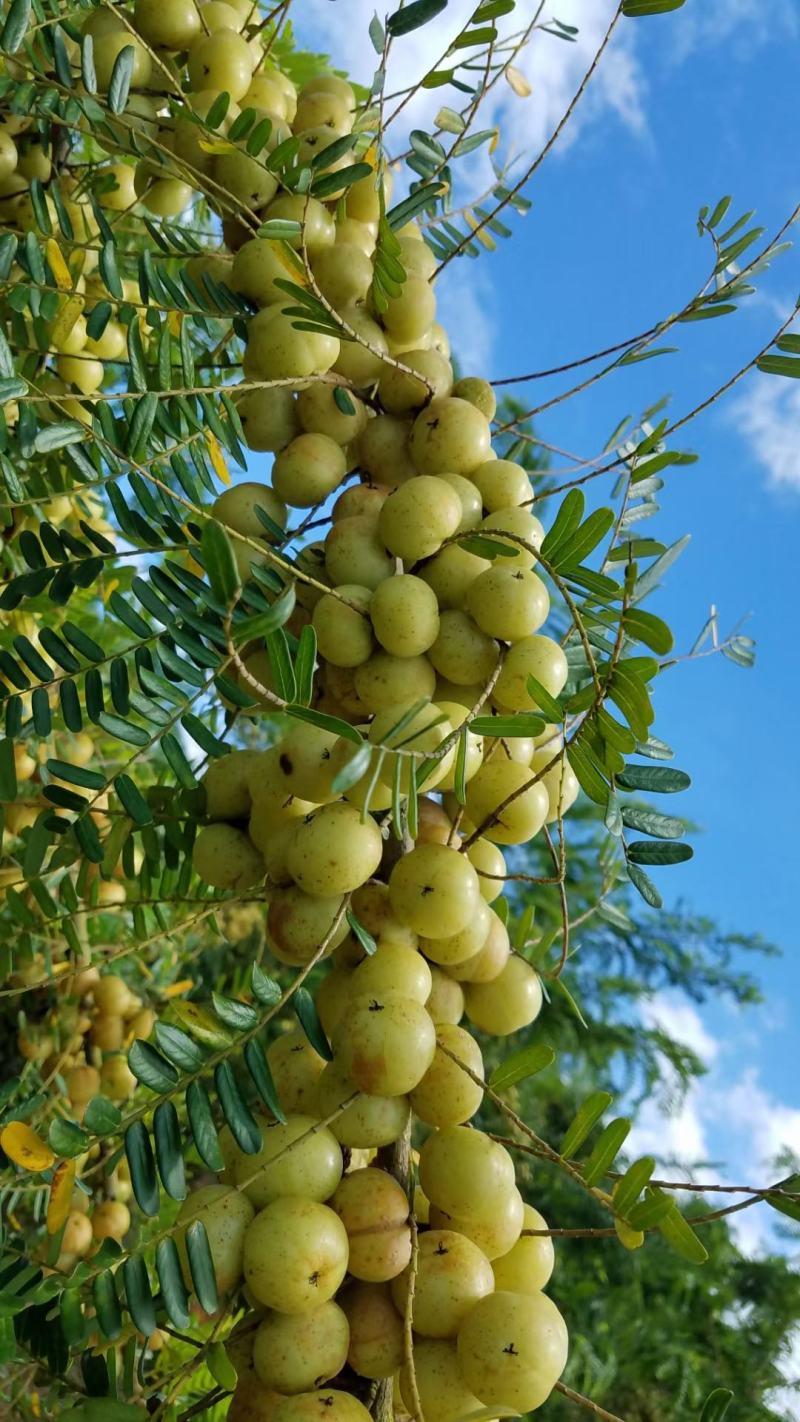 油甘子供应