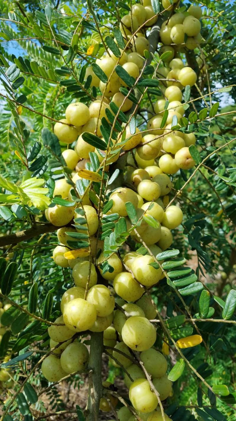 油甘子供应