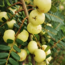 油甘子供应