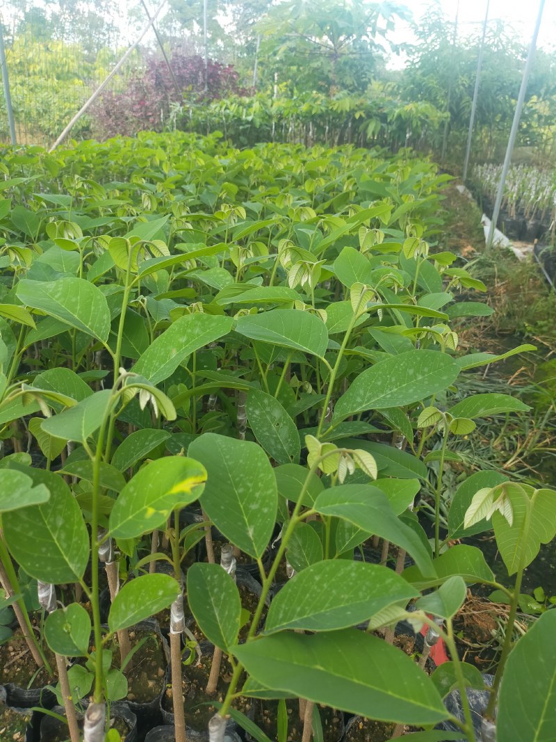 释迦果苗，台湾风梨，