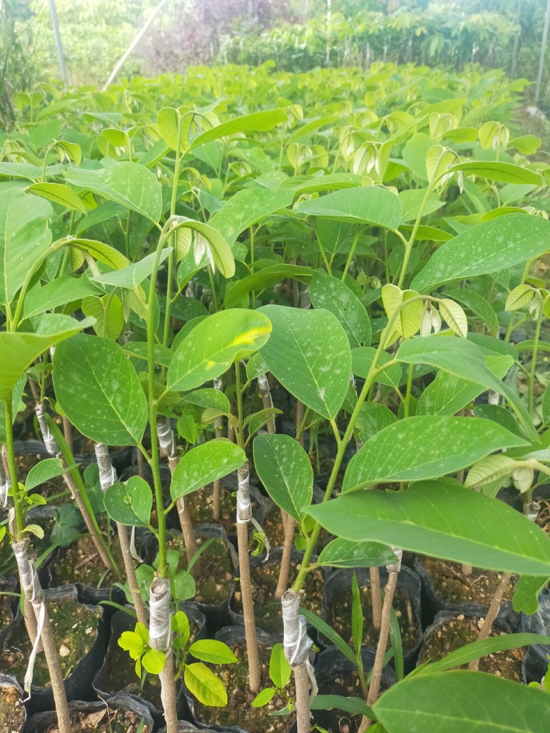 释迦果苗，台湾风梨，