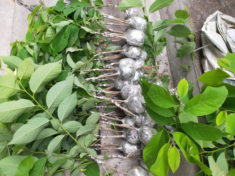 释迦果苗，台湾风梨，