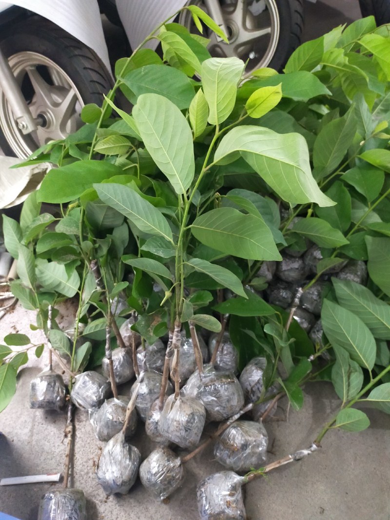 释迦果苗，台湾风梨，