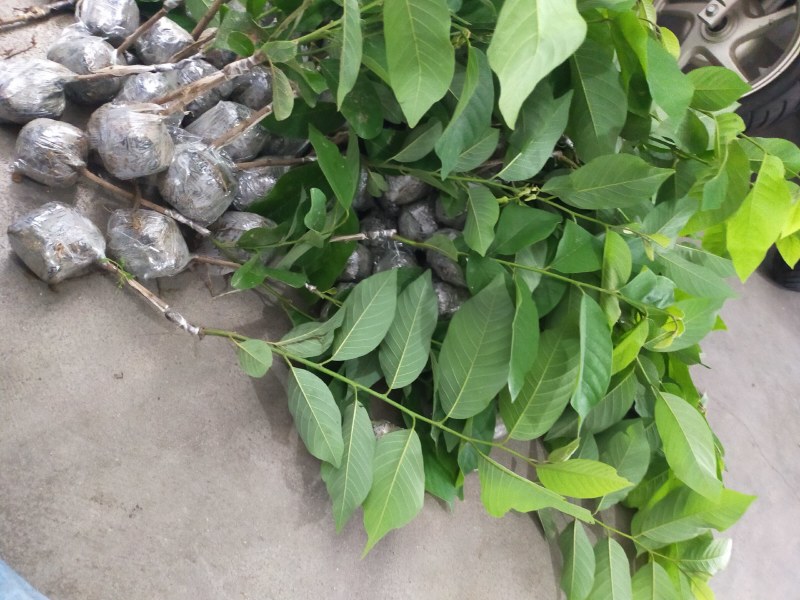 释迦果苗，台湾风梨，