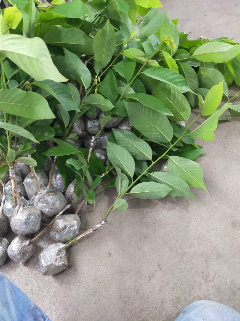 释迦果苗，台湾风梨，