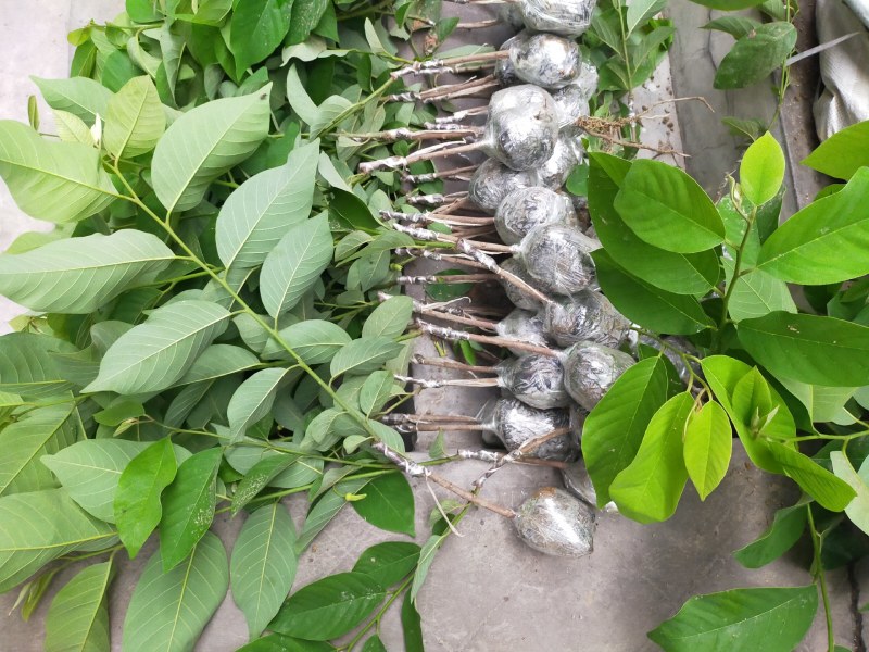 释迦果苗，台湾风梨，