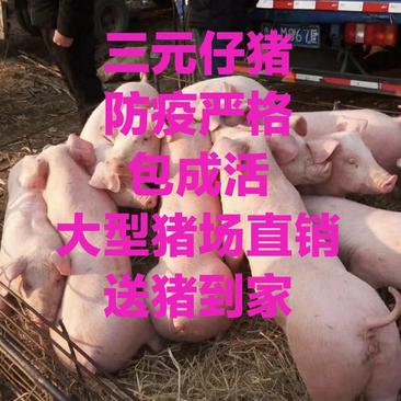 【大型猪场】三元仔猪优良杂交仔猪品种齐全防疫严格包成活