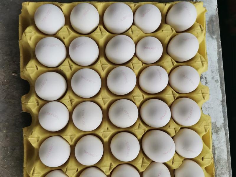 鸡蛋12盘360个41.5净重