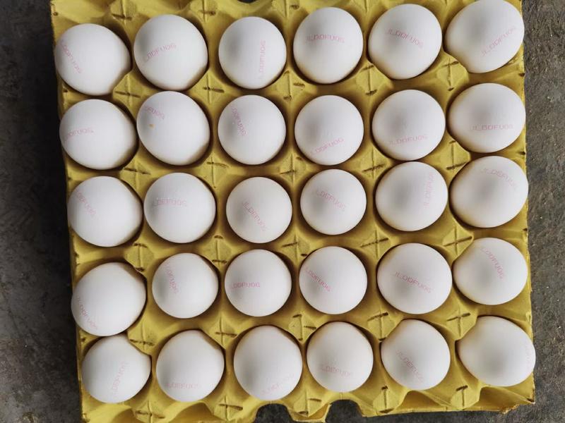 鸡蛋12盘360个41.5净重