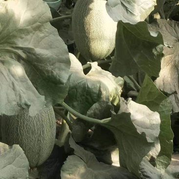 新密25，货源充足，常年供货