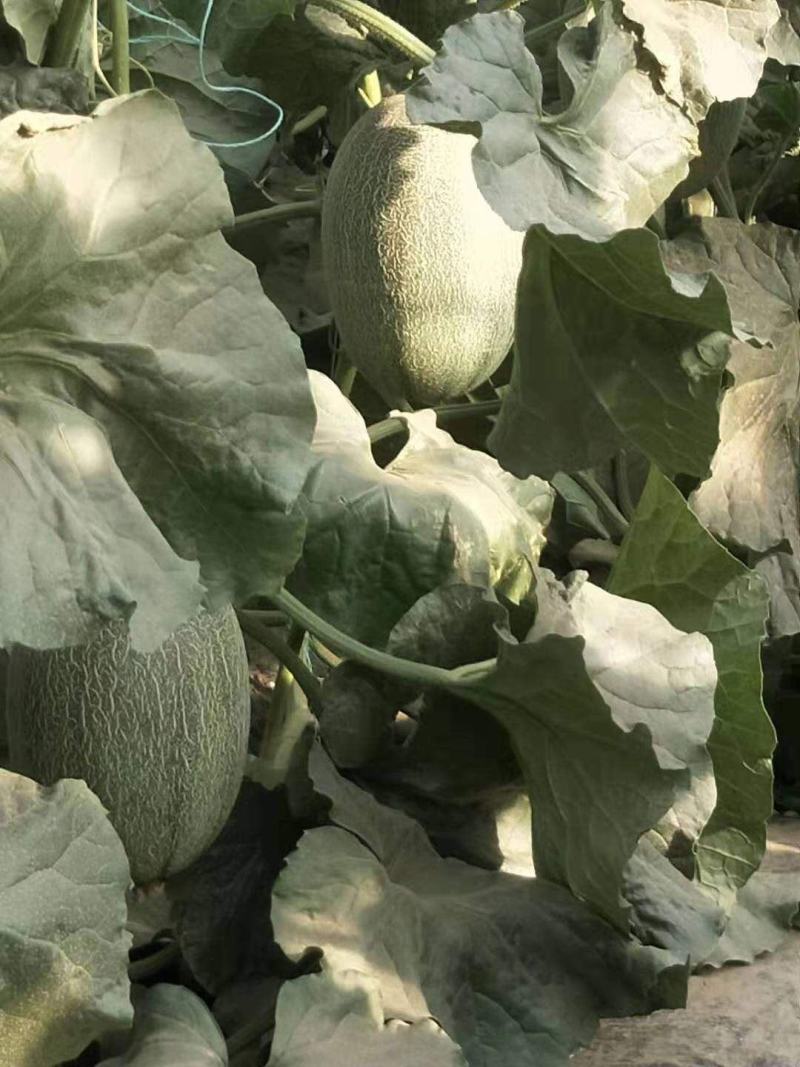 新密25，货源充足，常年供货
