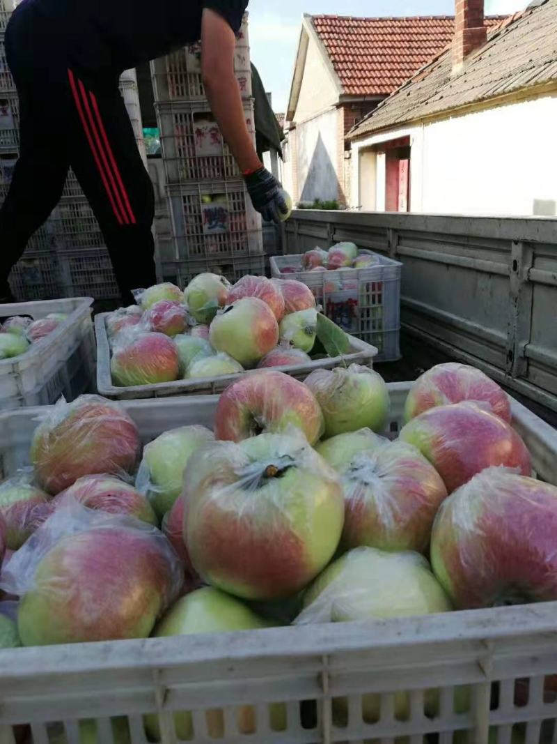 山东早熟苹果、华硕、鲁丽，美八产地、一手货源、代发全国