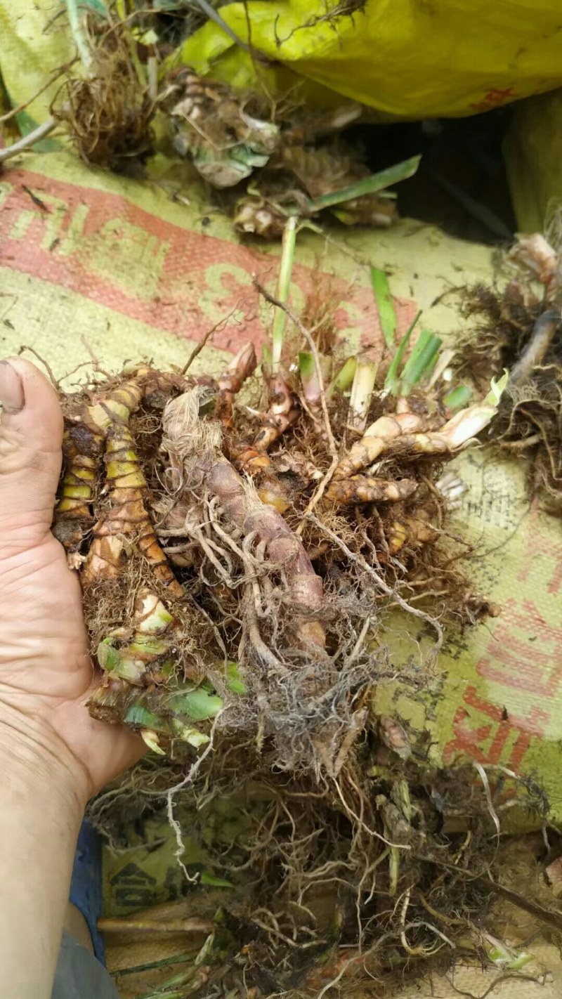 石菖蒲干鲜货